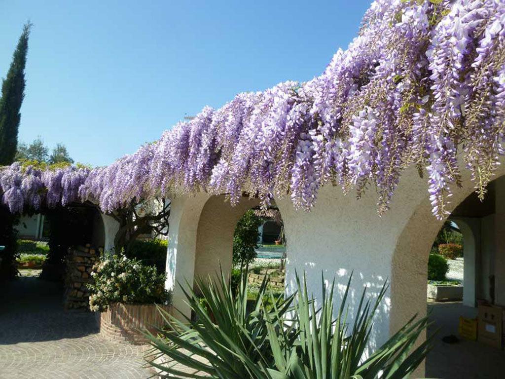 Villa Dolcevita San Costanzo Экстерьер фото
